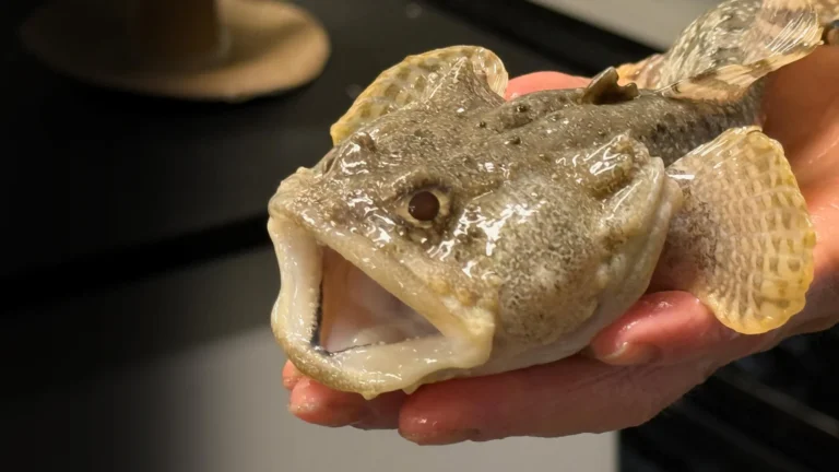 Microbios intestinais de peixes influenciam saúde oceânica
