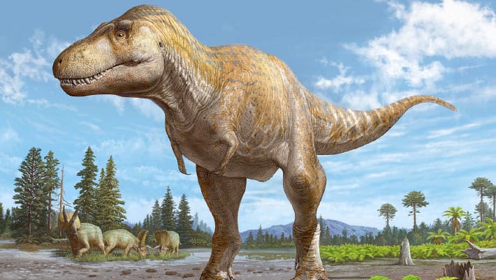Estudo revela evolução das pequenas patas do Tyrannosaurus rex