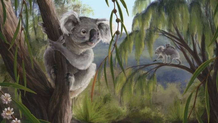 Nova espécie de coalas fósseis é identificada em coleção de museu na Austrália