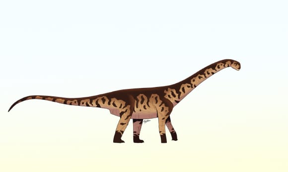 Novo dinossauro de pescoço longo é identificado na Argentina