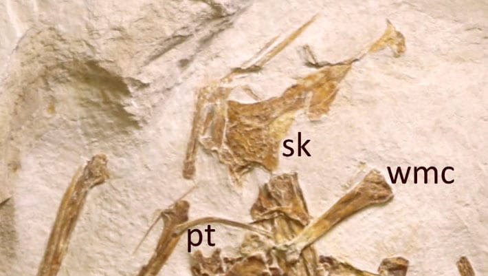 Novo pterossauro jurássico é descoberto na Alemanha