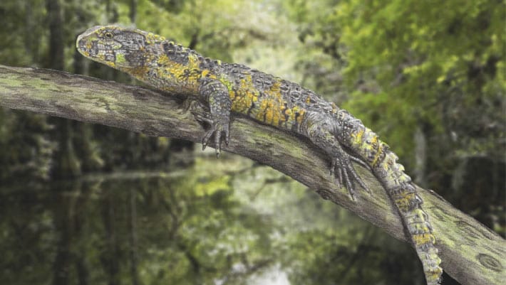 Paleontólogos identificam nova espécie de lagarto na França