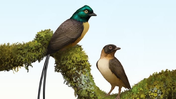 Novo pássaro do Cretáceo tinha penas de cauda longas na China