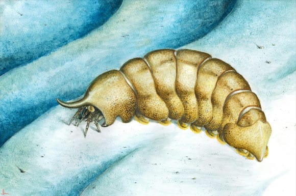 Fóssil de artrópode de 490 milhões de anos é descoberto no Canadá