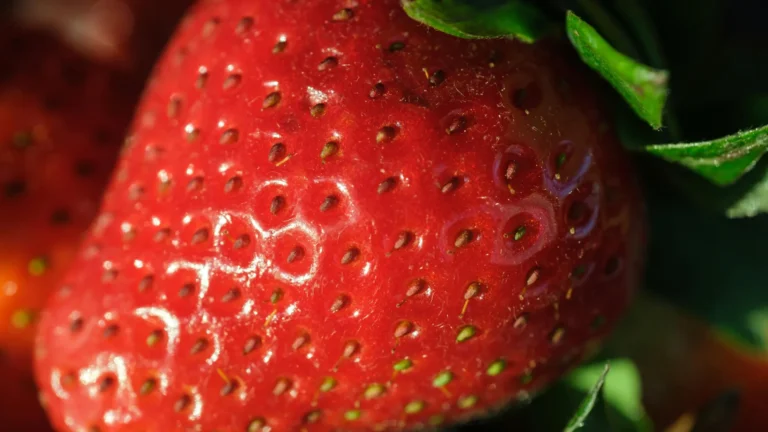 Cientistas melhoram sabor e nutrição de morangos sem afetar o crescimento