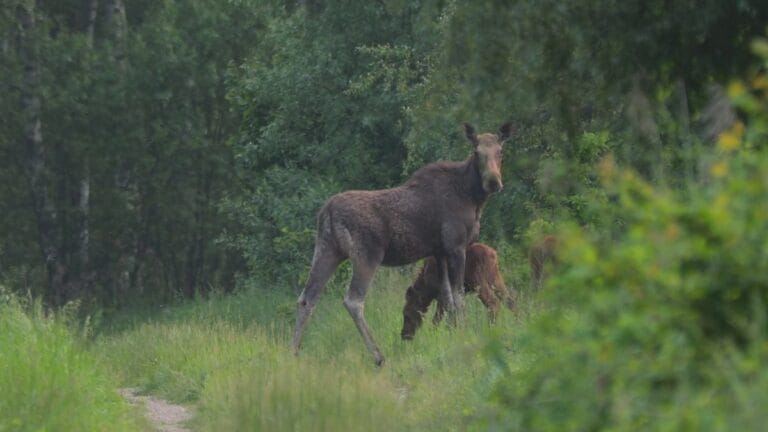 Estudo revela fauna próspera na zona de exclusão de Chernobyl