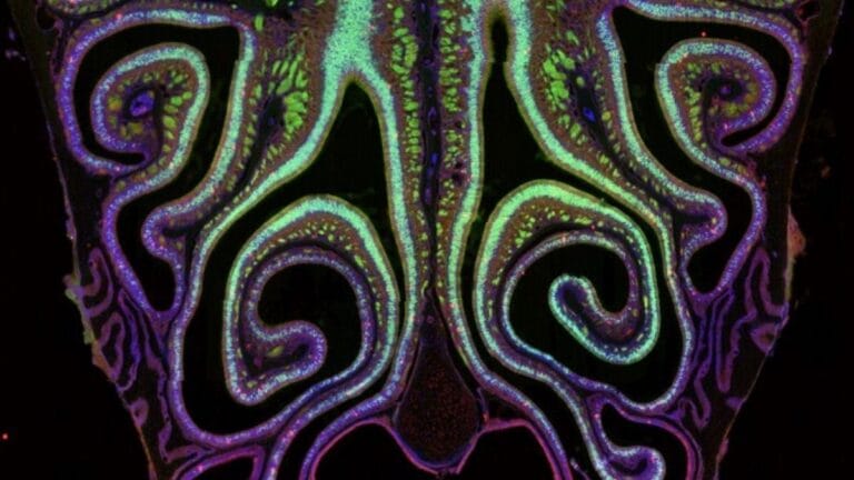 Cientistas criam primeiro mapa detalhado de receptores olfativos