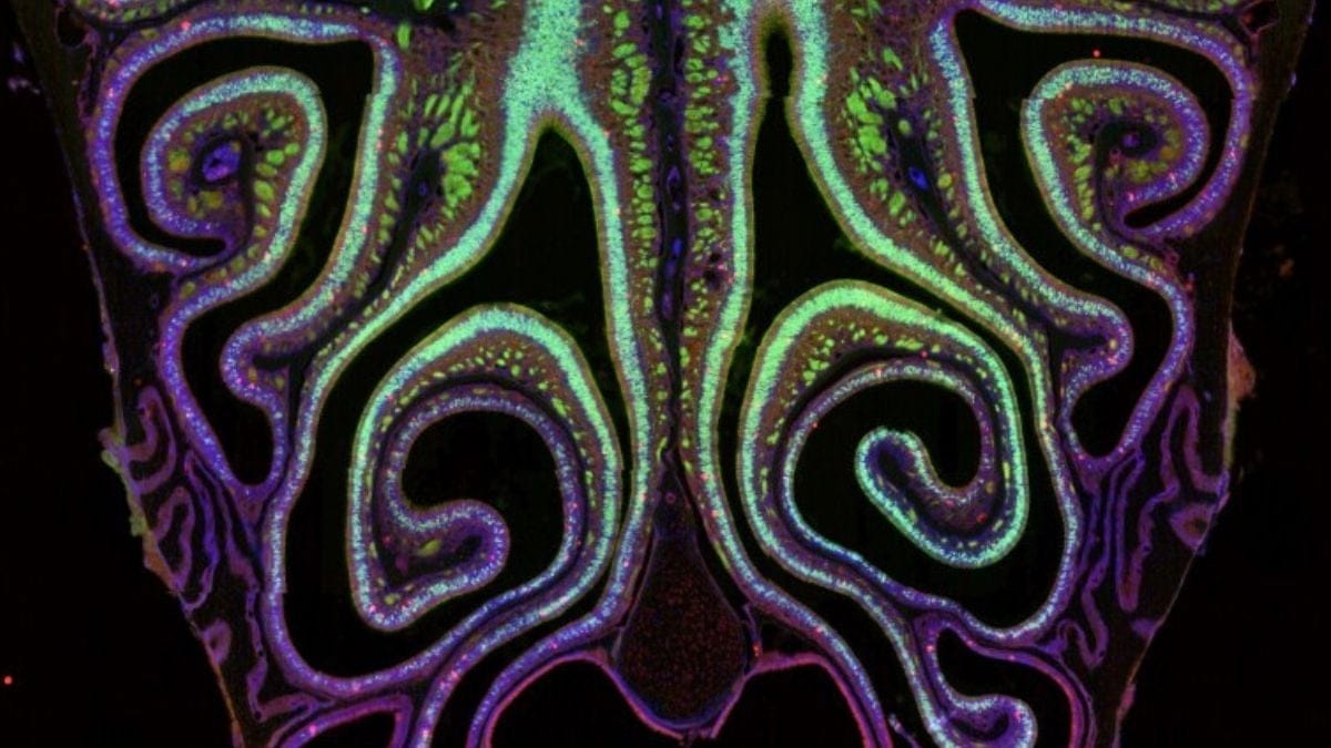 O primeiro mapa detalhado dos receptores olfativos no nariz de um camundongo. (Laboratório Datta/Harvard University )