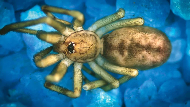 Aranha Pikelinia floydmuraria: Predadora Urbana de Tamanho Reduzido