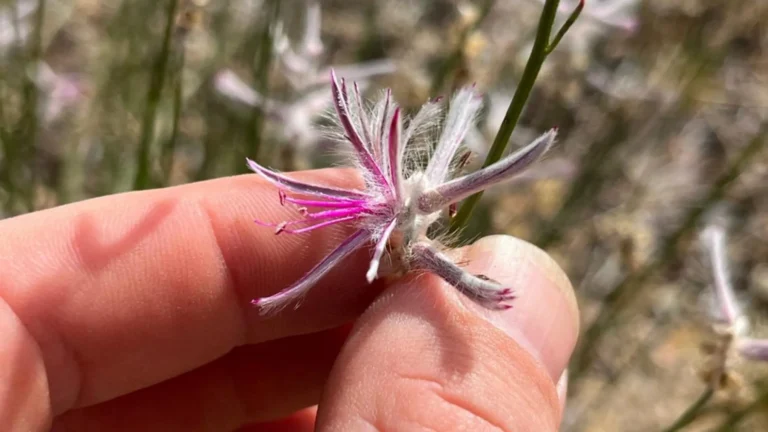 Planta considerada extinta é redescoberta na Austrália