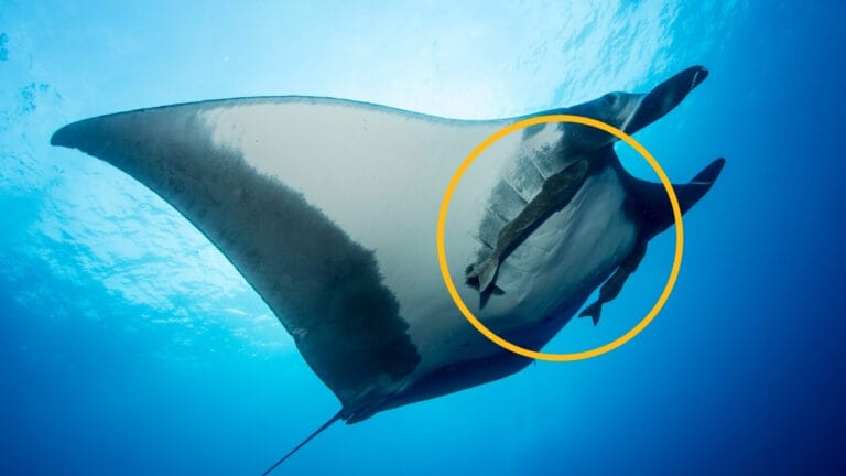 Estudo revela comportamento inusitado de remoras em mantas