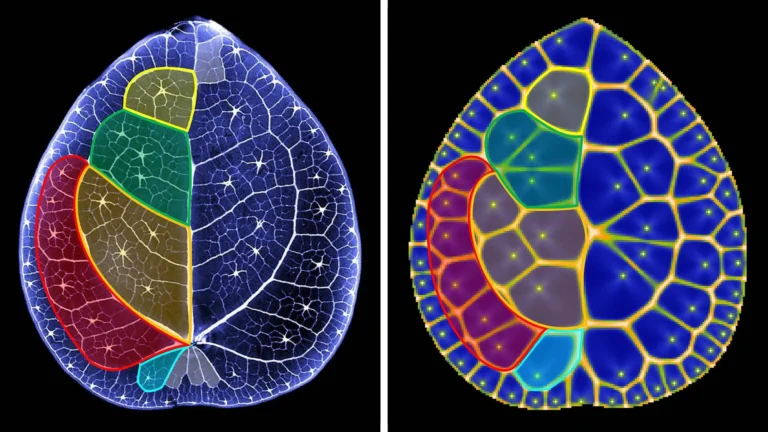 Cientistas descobrem padrão matemático em folhas de planta chinesa