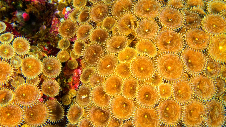 Pesquisadores descobrem diversidade microbiana em recifes de coral