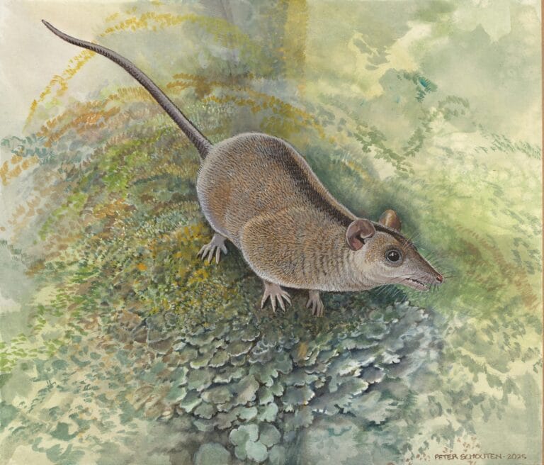 Cientistas descobrem linhagem desconhecida de marsupiais antigos