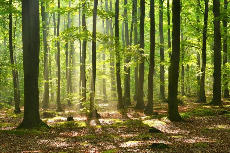 Índia ganha 2,1 milhões de hectares de florestas secas