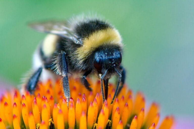 Pesticida comum altera genes de abelhas, ameaçando polinização