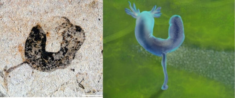 Fósseis da Biota de Jiangchuan revelam ancestralidade animal