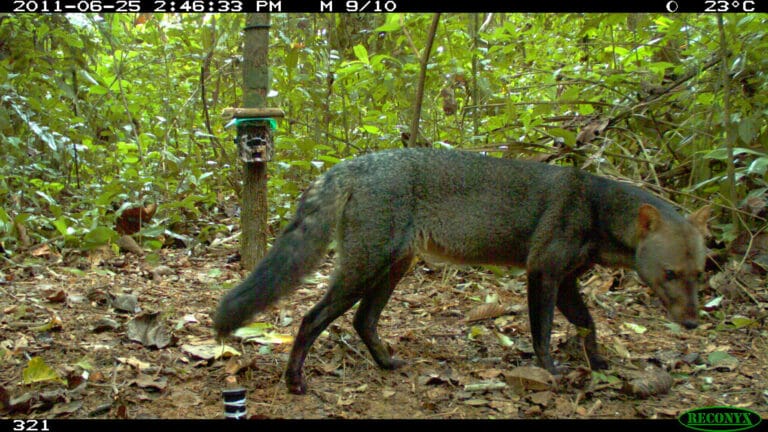 Estudo revela abundância do cachorro-do-mato na Amazônia