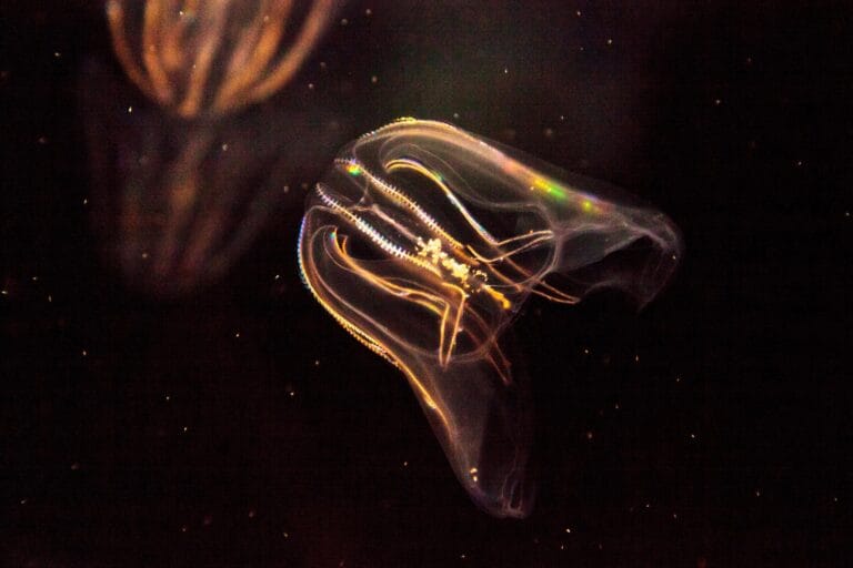 Pesquisadores reavaliam experimento sobre desenvolvimento animal