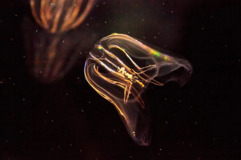 Pesquisadores reavaliam experimento sobre desenvolvimento animal