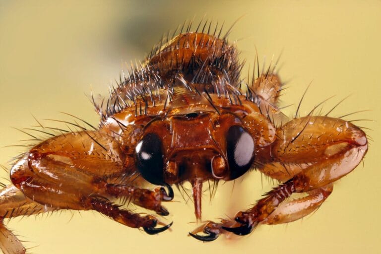 Cientistas descobrem mosca que perde asas e visão ao parasitar