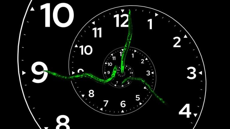 Cientistas identificam relógio biológico em vermes C. elegans