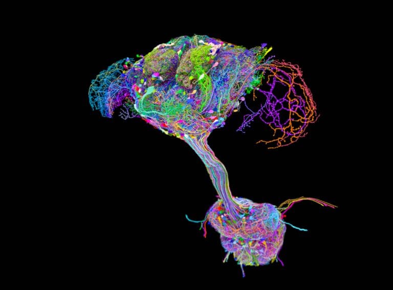 Cientistas mapeiam conexões neurais de drosófila em estudo