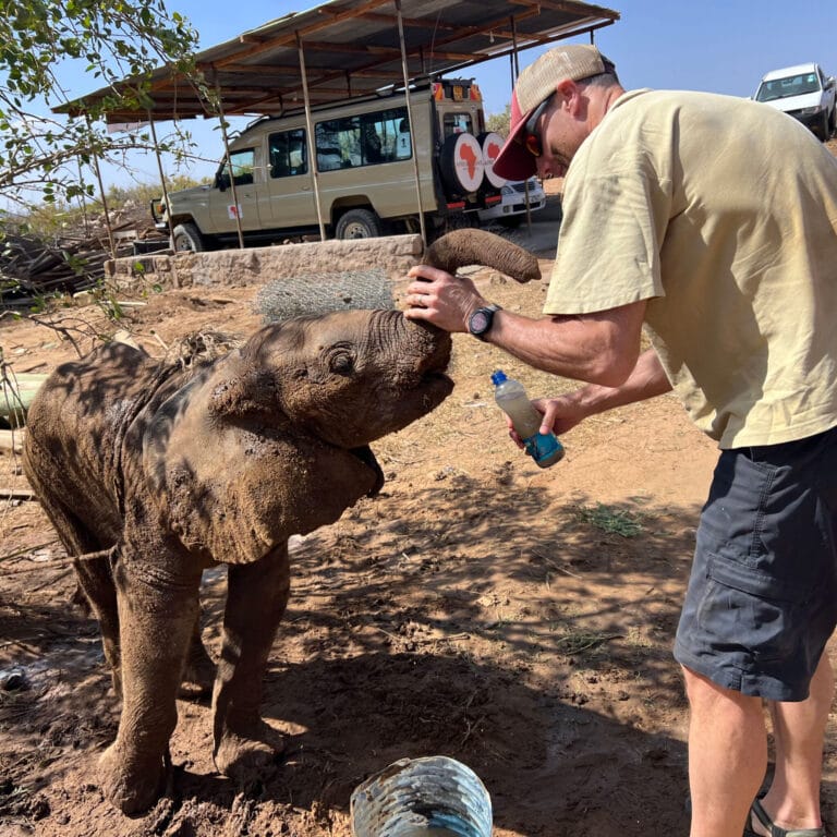 Pesquisadores reúnem filhote de elefante à sua manada na África
