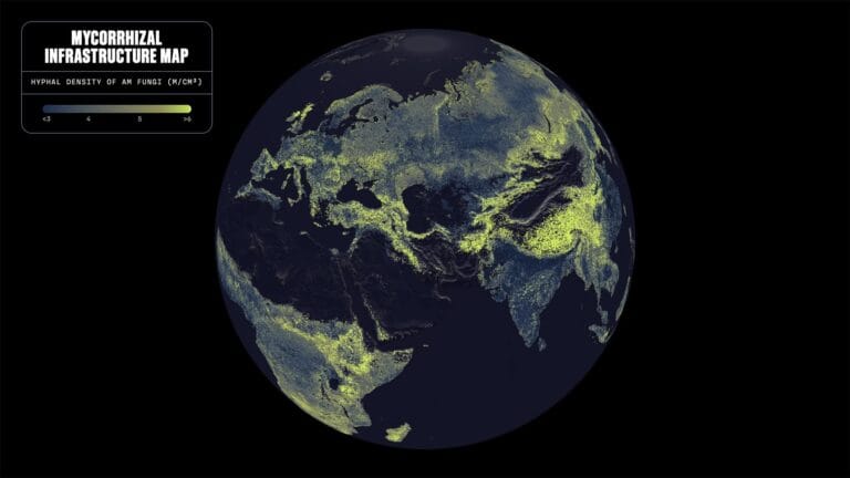 Cientistas mapeiam vasta rede de fungos subterrâneos da Terra