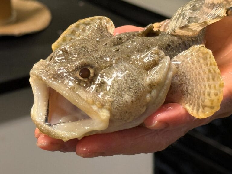 Estudo revela papel de micróbios na química oceânica dos peixes