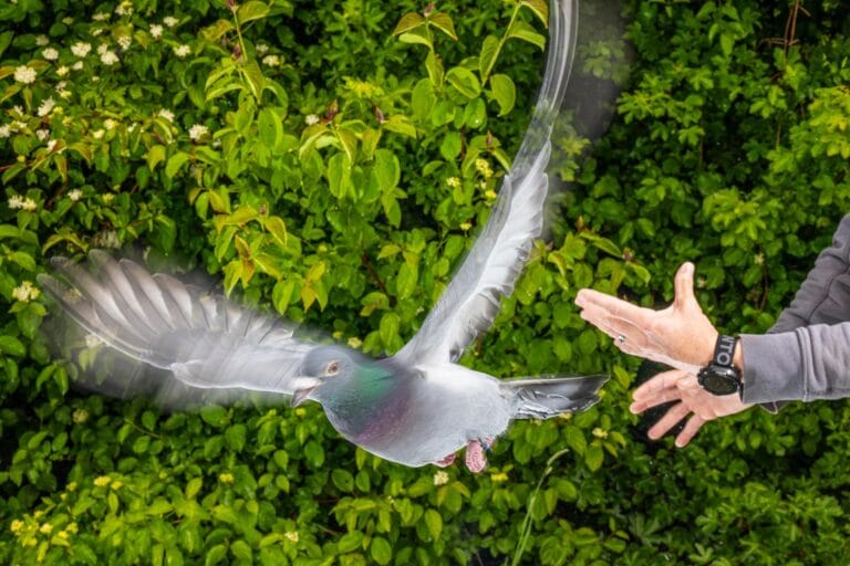 Estudo revela como pombos se orientam usando células do fígado