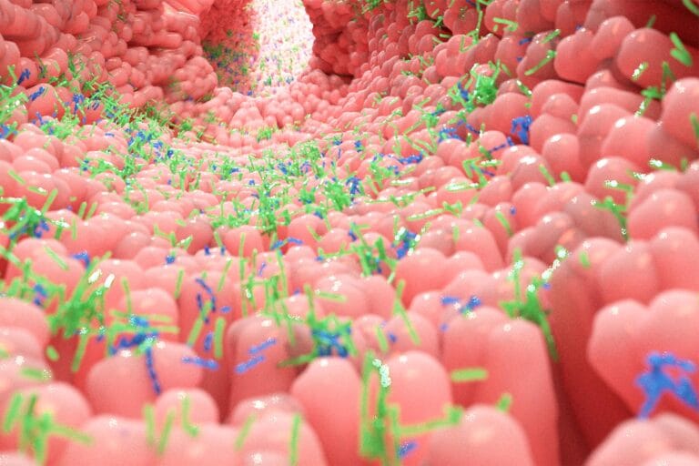 Pesquisadores identificam partículas intestinais ligadas ao envelhecimento