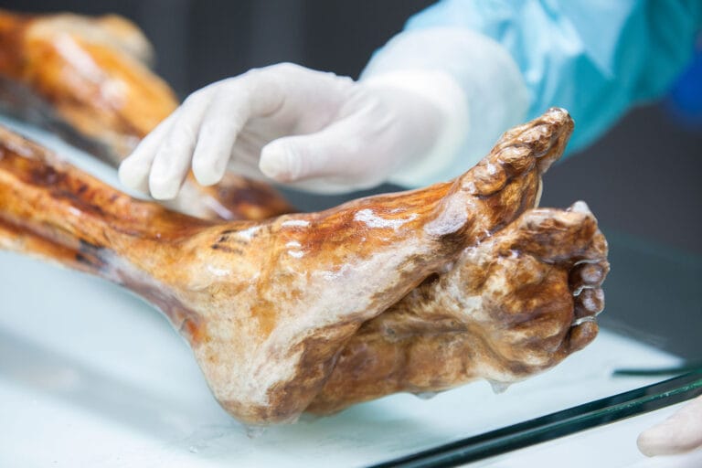 Estudo revela microrganismos associados à múmia Ötzi