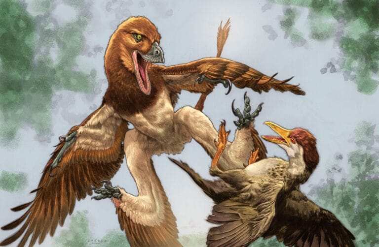 Novo dinossauro Jian changmaensis é descoberto na China