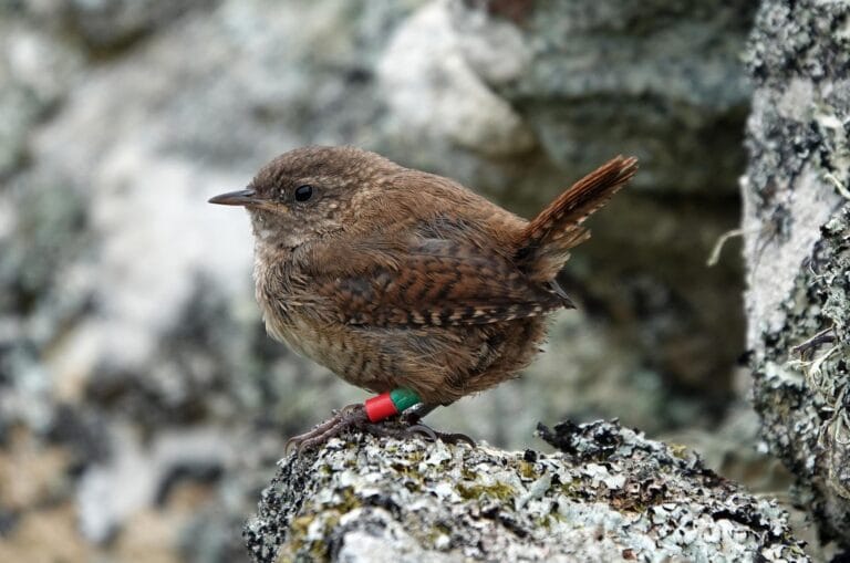 Wrens escoceses evoluem e se tornam aves gigantes em ilhas