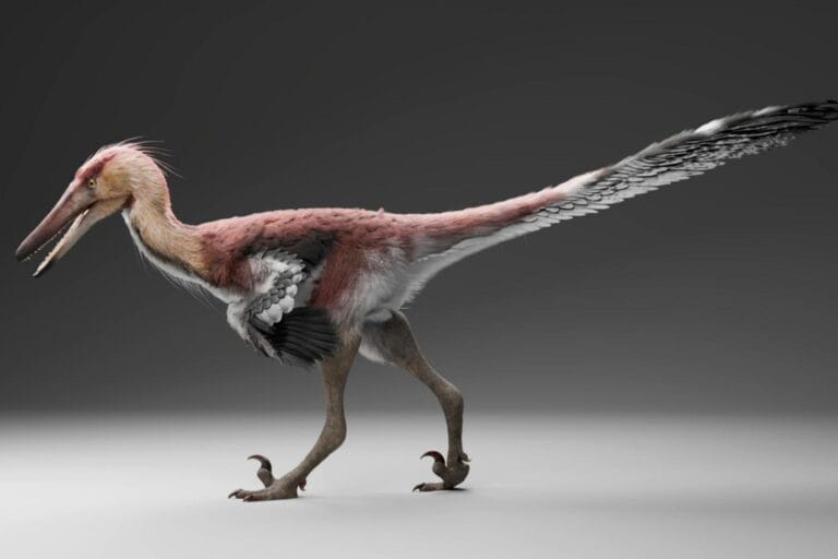 Kank australis: novo dinossauro caça peixes como uma garça