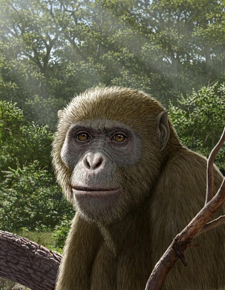 Fóssil de macaco de 17 milhões de anos é encontrado no Egito