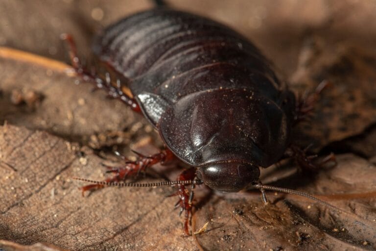 Eradicação de roedores em Lord Howe Island beneficia invertebrados