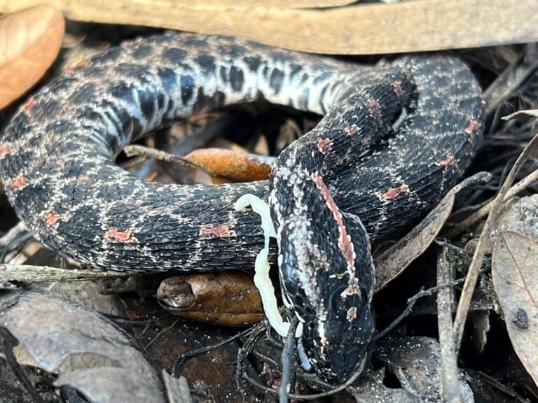 Pesquisadores identificam crise de doenças em cobras selvagens