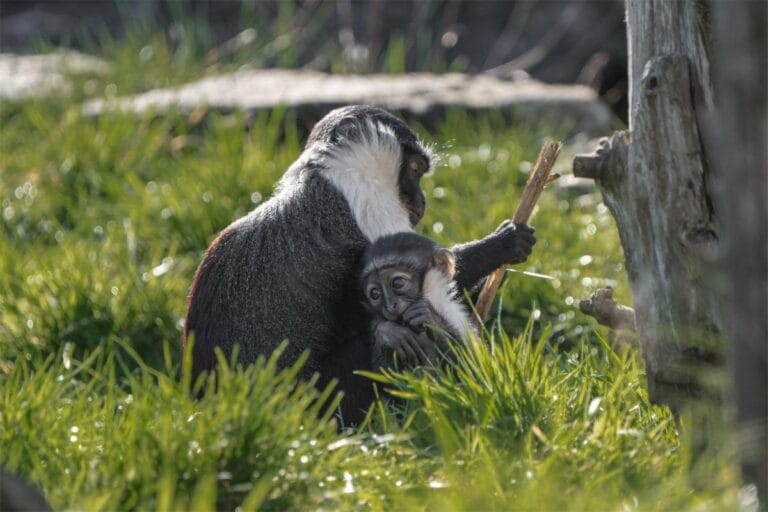 Macaca roloway dá à luz após cirurgia em zoológico britânico