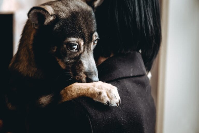 Estudo analisa interação entre humanos e animais de estimação