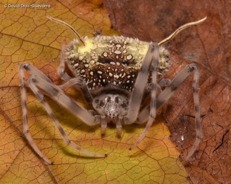 Cientistas descobrem nova espécie de aranha que imita fungo