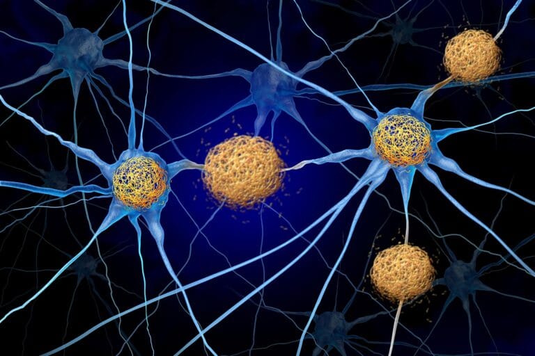 Proteína tau é essencial para formação de memórias duradouras