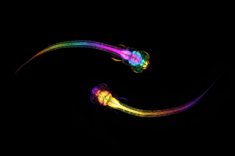 Pesquisadores identificam sinal cerebral que prevê comportamento social