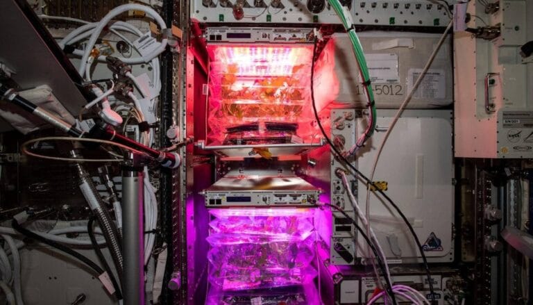 Astronautas poderão produzir medicamentos com plantas no espaço