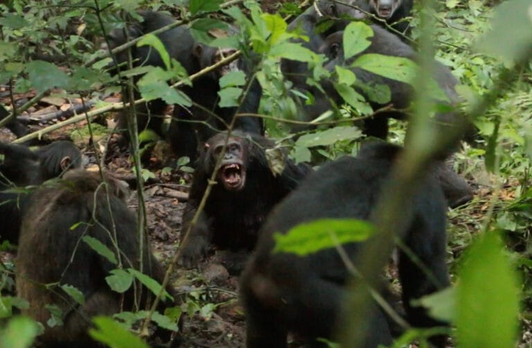 Chimpanzés em Uganda se dividem após décadas de união