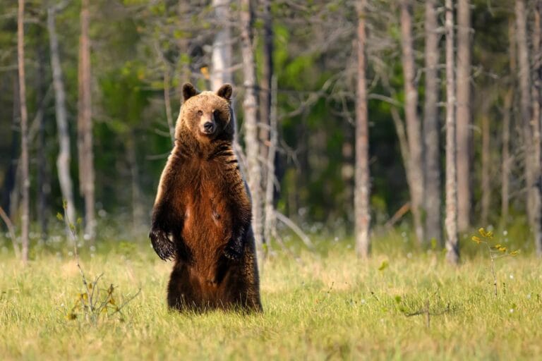 Estudo analisa resposta da fauna à presença humana durante a COVID-19