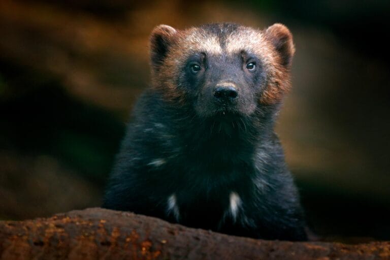 Programa de conservação de wolverines na Suécia enfrenta desafios