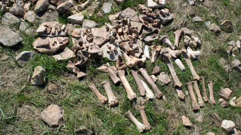 Estudo revela causas do abandono de sítio de caça a bisões em Montana