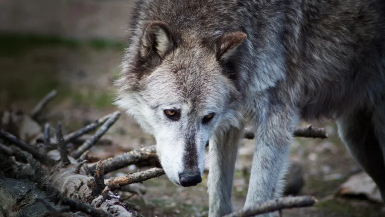Estudo reavalia impacto de lobos em Yellowstone